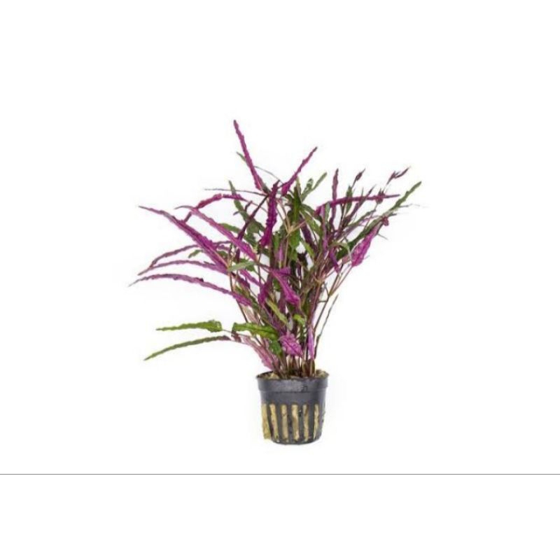 Jual Hemigrafis Repanda Dragon Tongue Purple Tanaman Aquascape