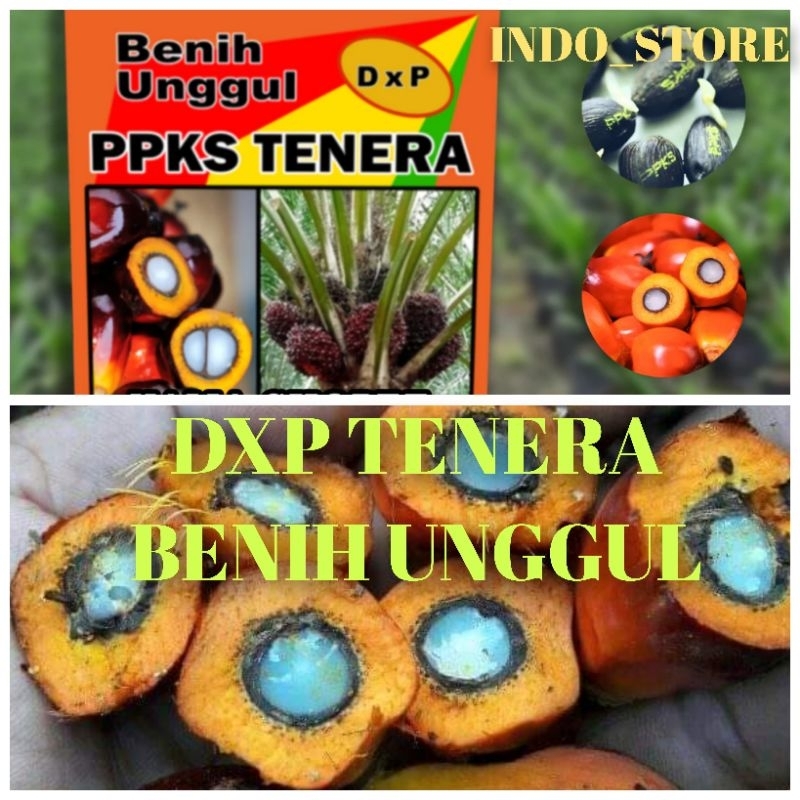 Jual Bibit Benih Kecambah Sawit DXP PPKS TENERA 250 Butir Shopee