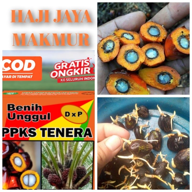 Jual Bibit Benih Kecambah Sawit Dxp Ppks Tenera Butir Shopee