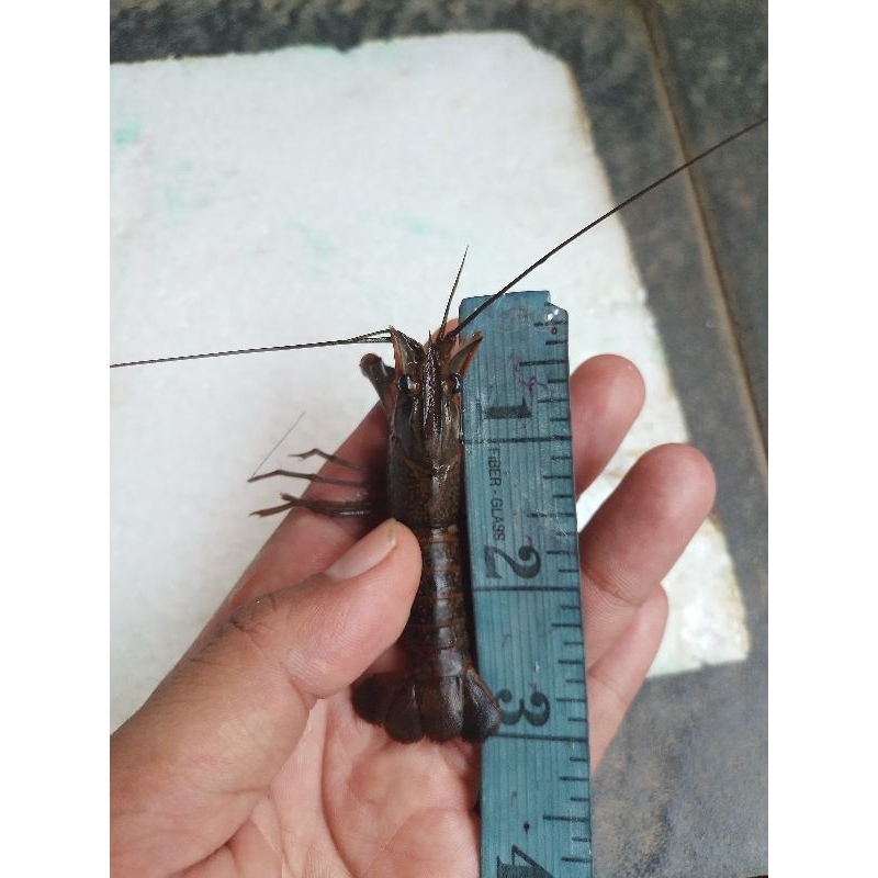 Jual Bibit Lobster Air Tawar Hidup 3 Inch Shopee Indonesia