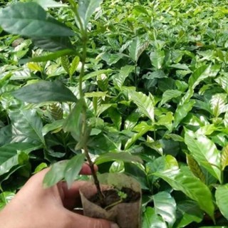 Jual Bibit Tanaman Kopi Robusta Varietas Super Unggul Siap Tanam Paket