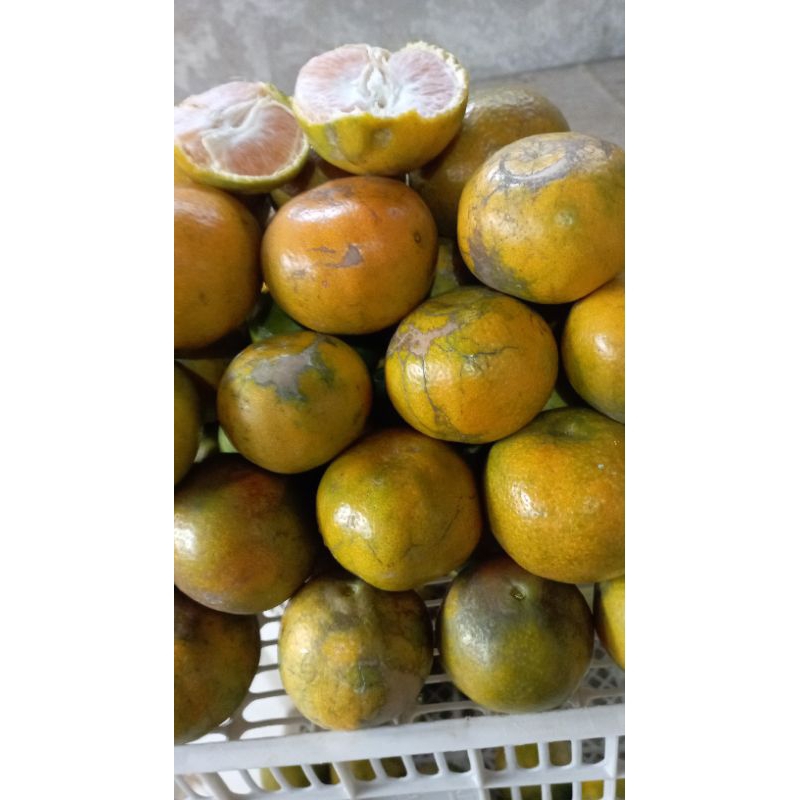 Jual JV BUAH JERUK MALANG SANTANG MADU SUPER MANIISS GLOWIN GGEDE