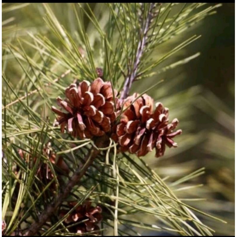 Jual KEBUN RAIS Bunga Pinus Kering Pine Cone Biji Pinus Shopee Indonesia