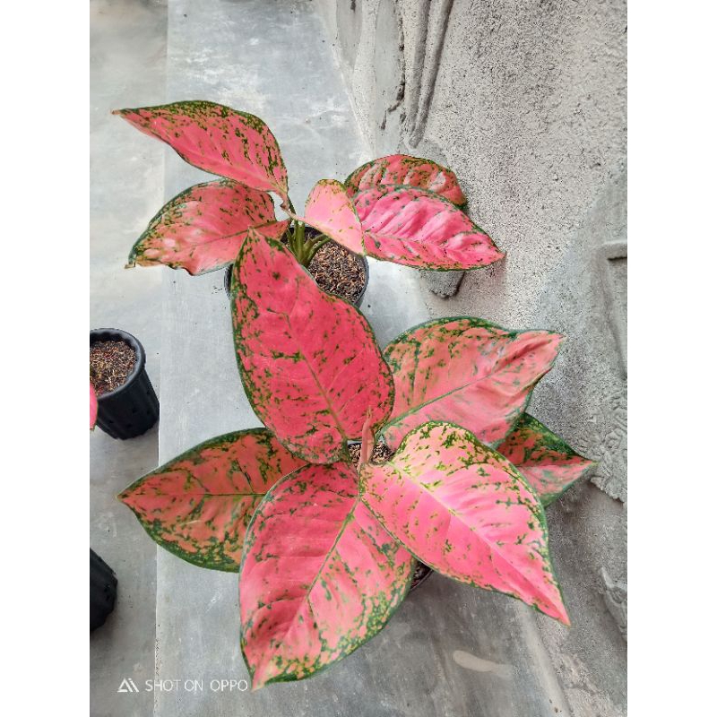 Jual Aglaonema Big Apple Shopee Indonesia