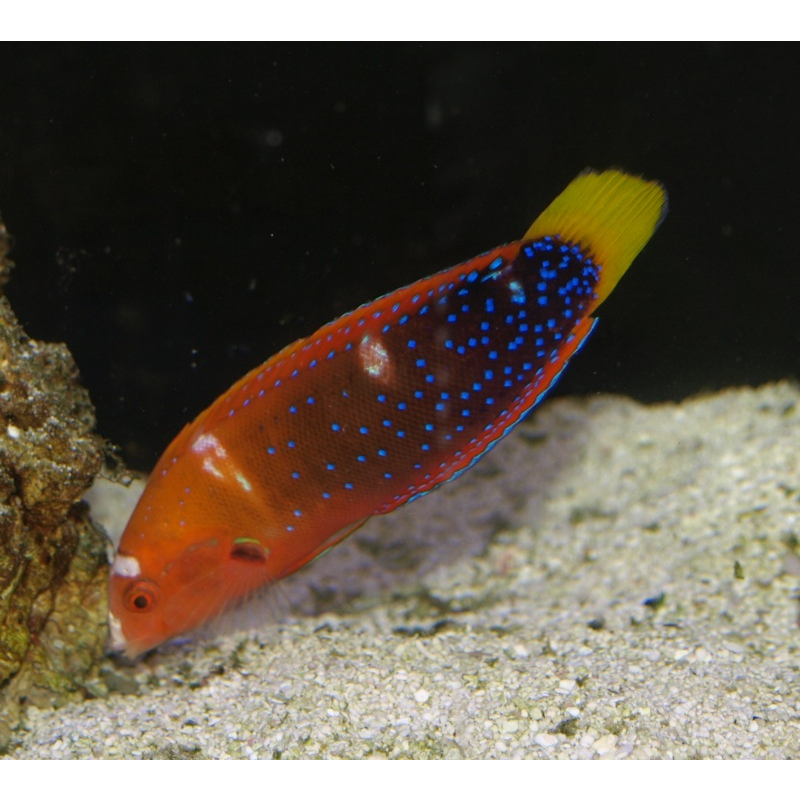 Jual Ikan Keling Asli Red Coris Wrasse Air Laut Tankmate Nemo