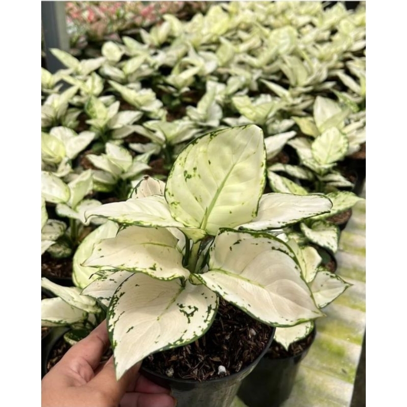 Jual Aglonema Snow White Tanaman Hias Aglonema Aglaonema Snow White