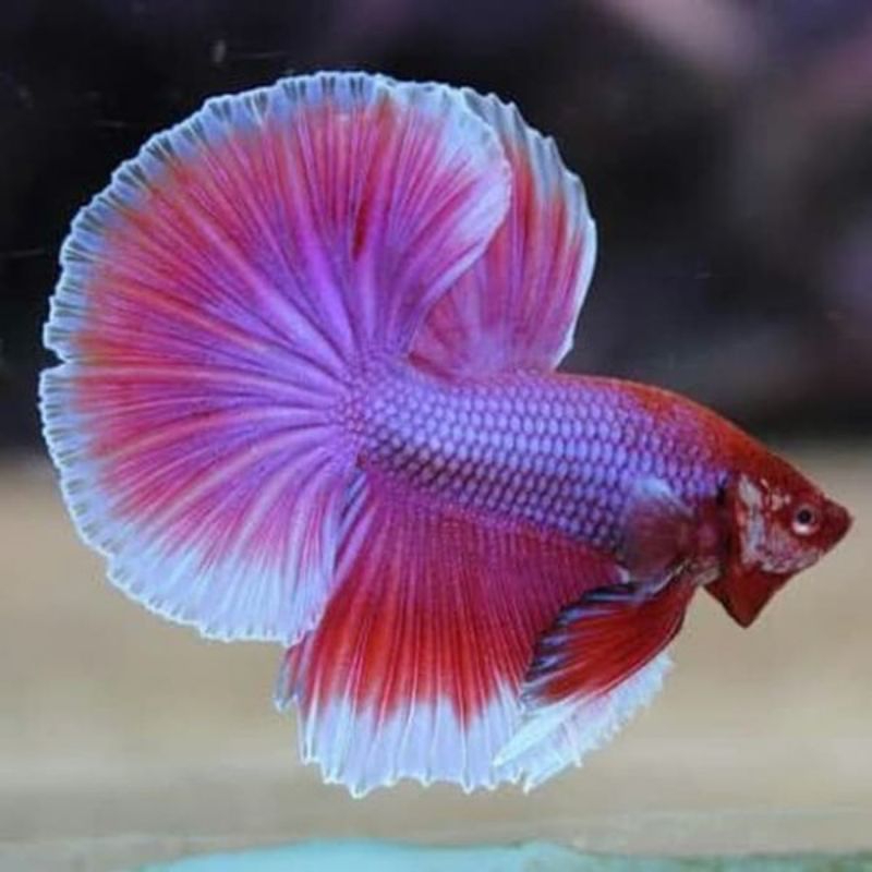 Jual Ikan Cupang Halfmoon Rose Tail Slayer Ikan Hias Aquarium Shopee