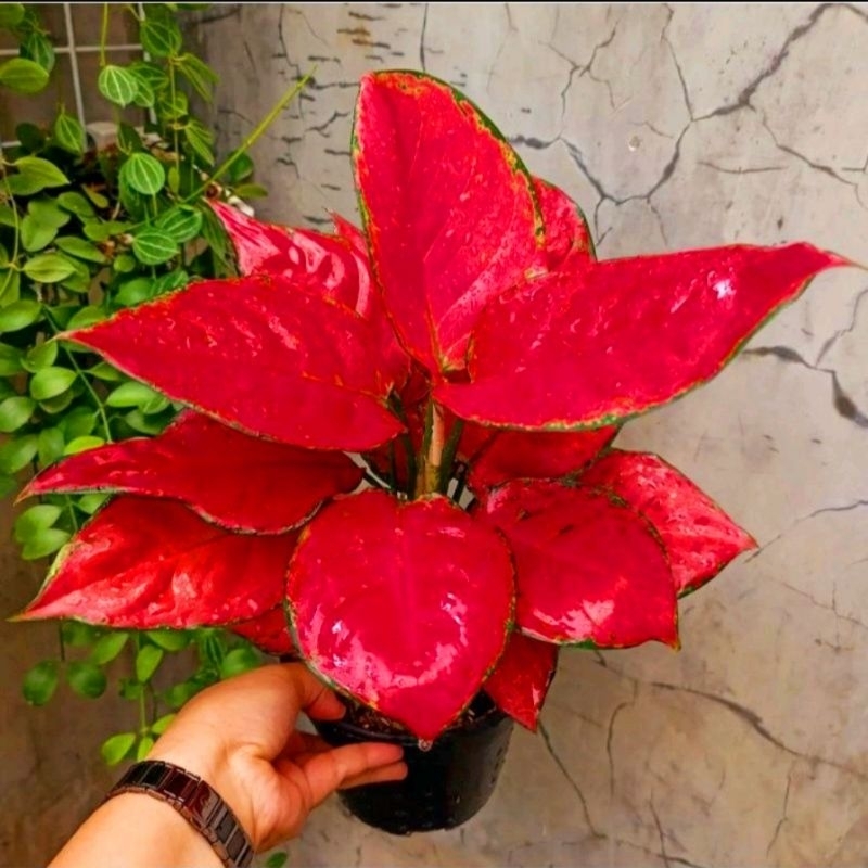 Jual Tanaman Hias Aglonema Red Anjamani Merah Merona Roset Aglaonema