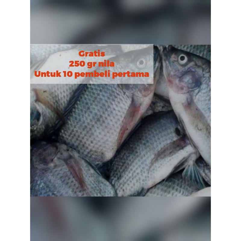 Jual Ikan Nila Mujair Kg Ikan Segar Kilo Promo Shopee