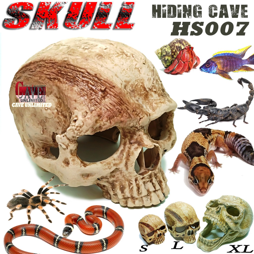 Jual HS007M HIDING CAVE SKULL KERANGKA TENGKORAK FOSIL SKELETON TEMPAT