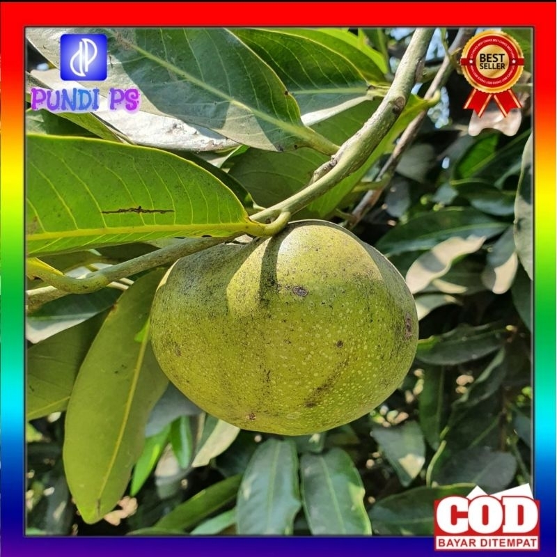 Jual Buah Giant Black Sapote Siap Matang Sawo Hitam Shopee Indonesia