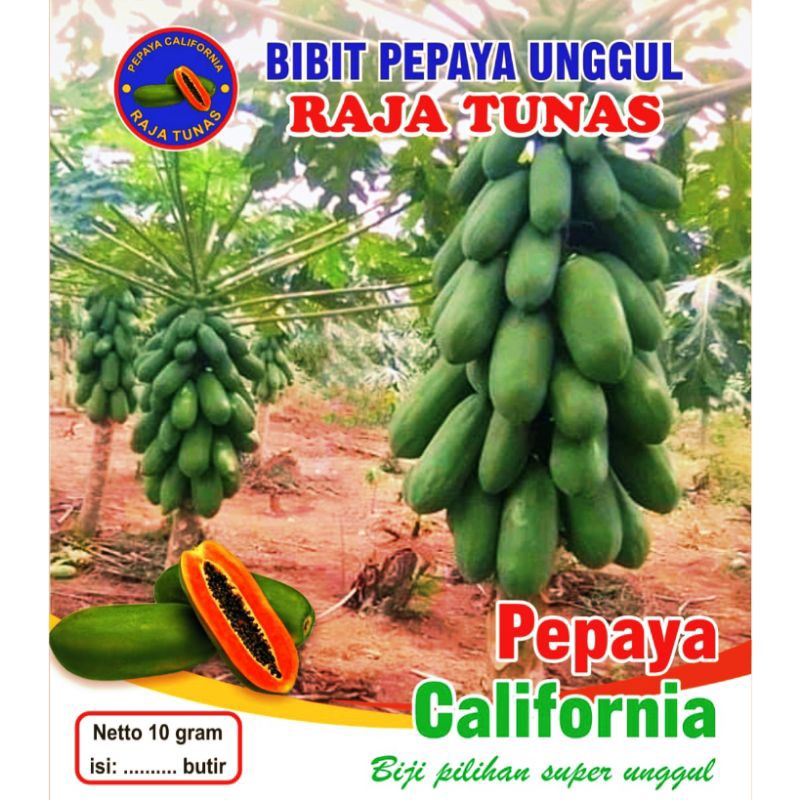 Jual Benih Pepaya California Madu RAJA TUNAS 10 Gram Isi 500 Biji