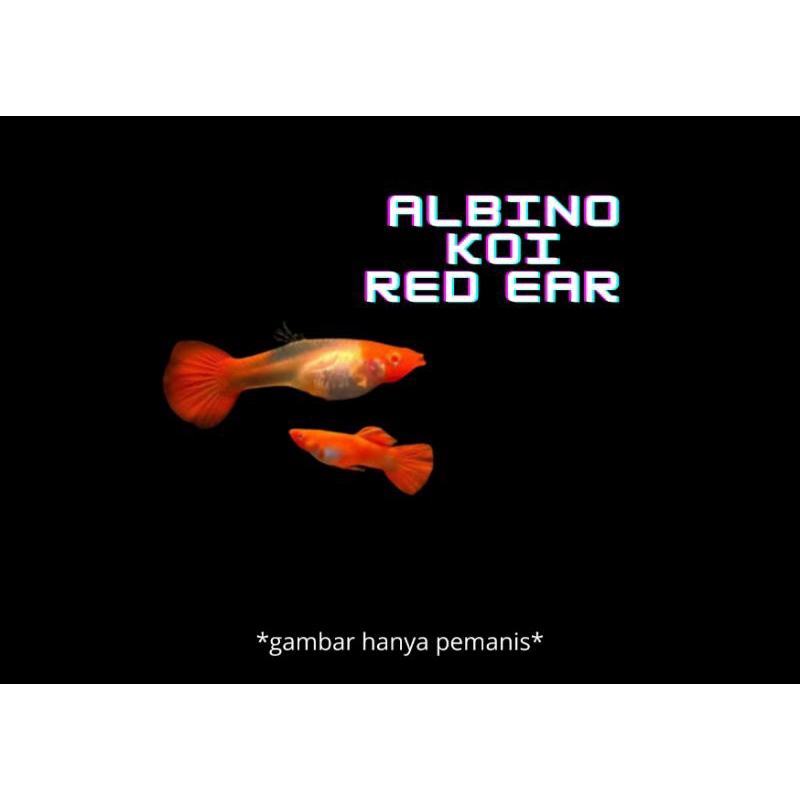 Jual Guppy Albino Koi Red Ear Shopee Indonesia