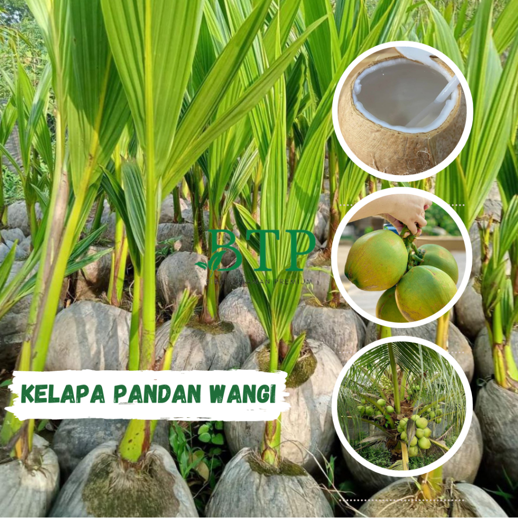 Jual Bibit Kelapa Pandan Wangi Beraroma Khas Pandan Bibit Tanaman