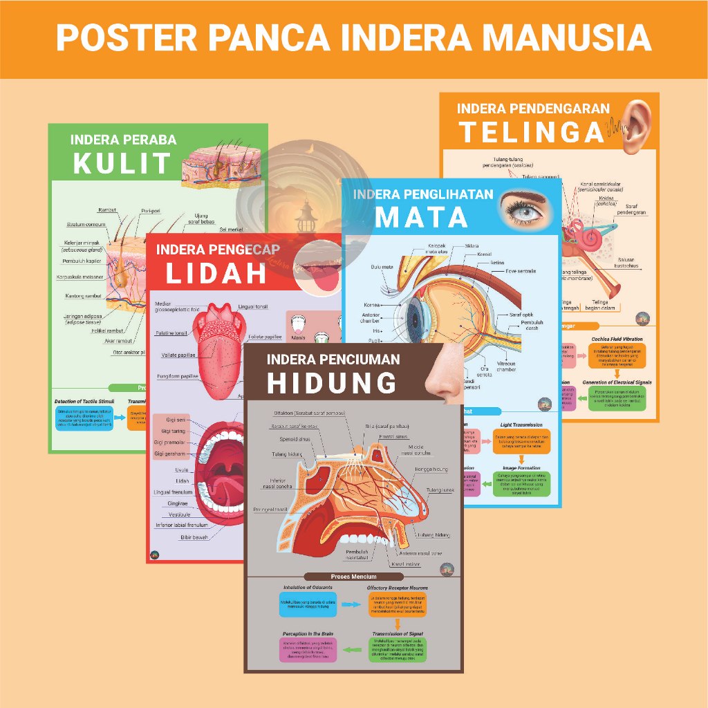 Jual Poster Biologi Anatomi Bagian Dan Fungsi Panca Indera Manusia