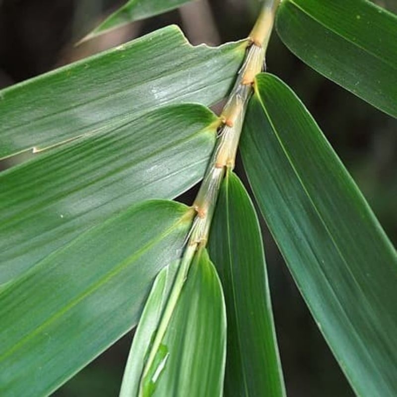 Jual Daun Bambu Untuk Bakcang Untuk Bungkus Bacang Lembar Shopee