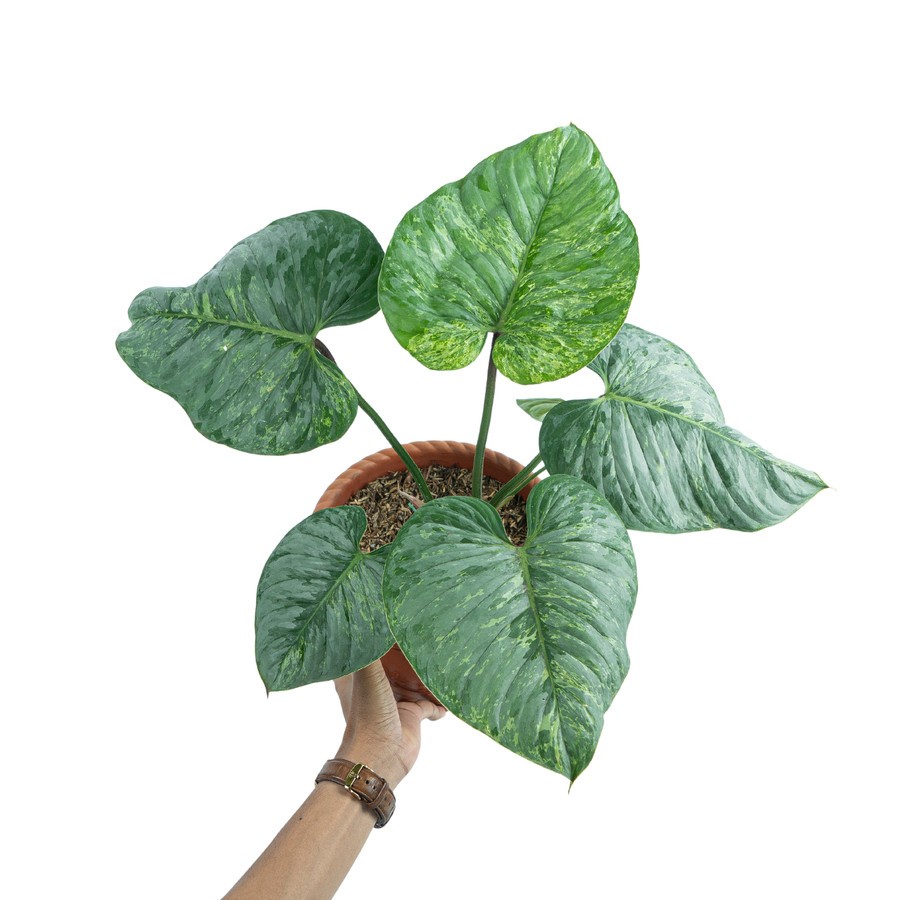 Jual Tanaman Hias Aroid Jenis Philodendron Sodiroi Variegata Ukuran