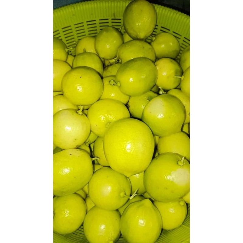 Jual Jeruk Lemon Segar Kg Shopee Indonesia