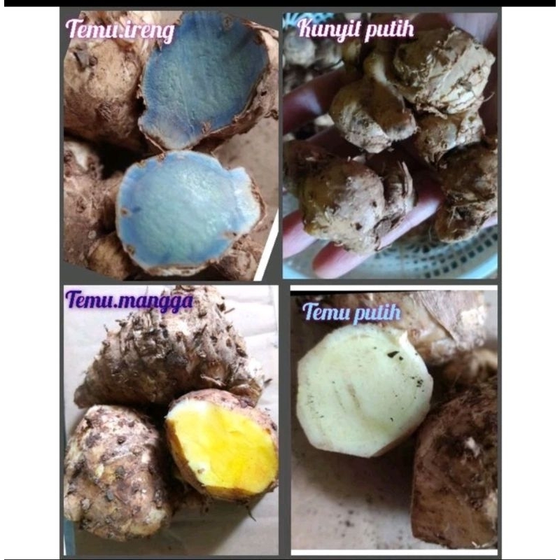 Jual Temu Kunyit Mangga Super Kering Kg Shopee Indonesia