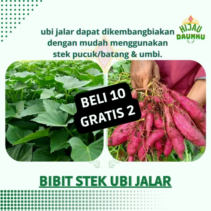 Jual Stek Cutting Bibit Ketela Rambat Manis Umbi Ubi Jalar Super Unggul