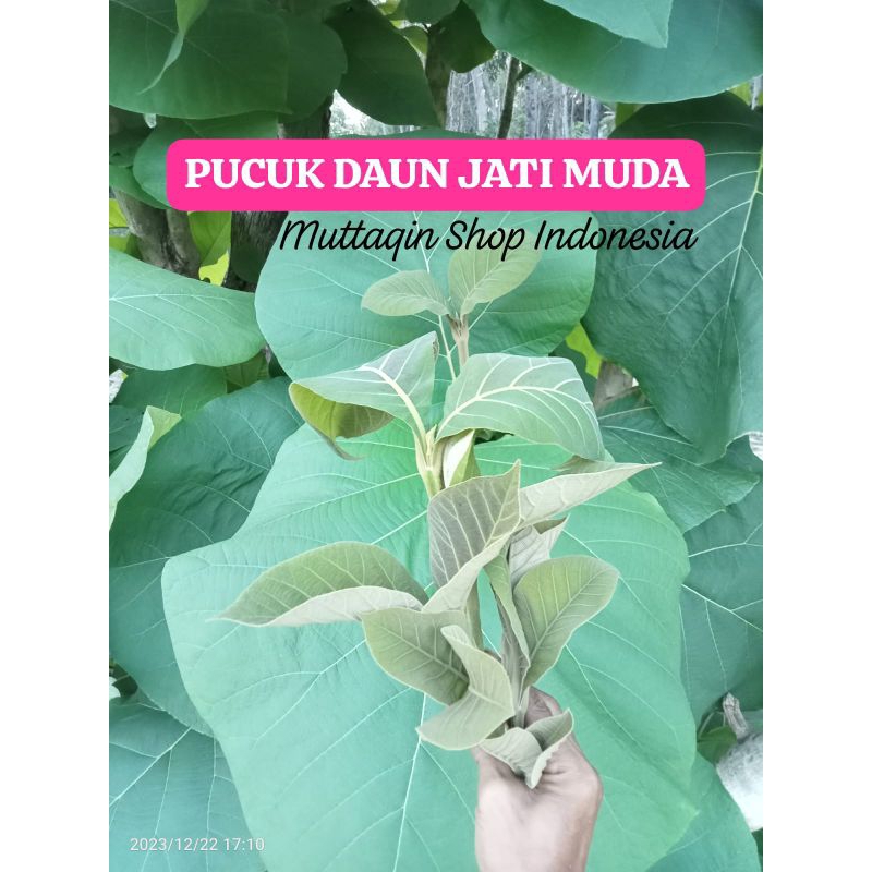 Jual Pusat Daun Jati Pucuk Muda Sedang Tua Jumbo Pembungkus