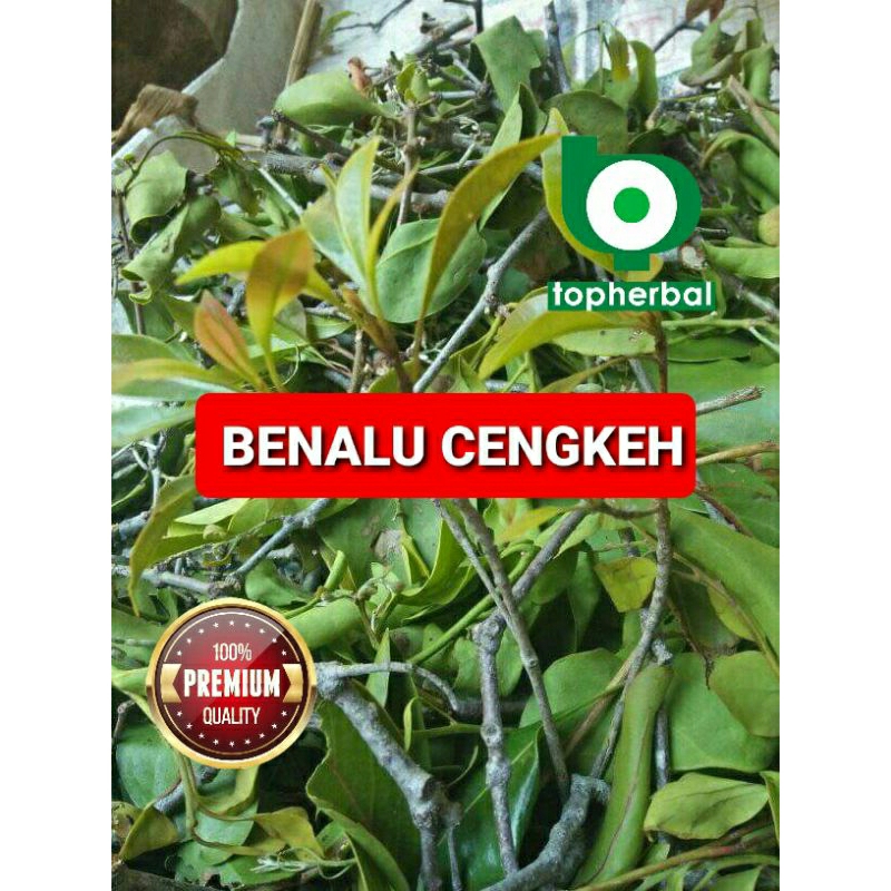 Jual Benalu Cengkeh Segar Fresh Kg Shopee Indonesia