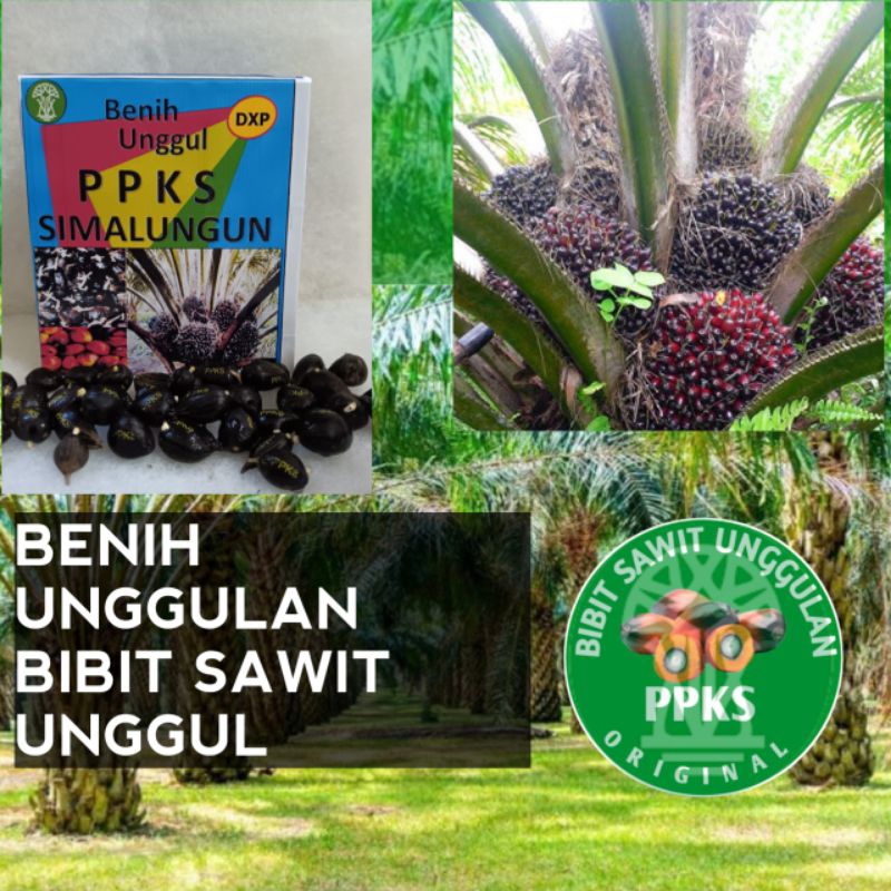 Jual Dxp Benih Sawit Unggul Ppks Simalungun Ppks Yangambi Ppks Dumpy