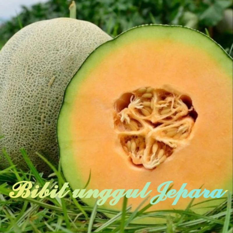 Jual BENIH MELON MADESTA F1 HIBRIDA Shopee Indonesia