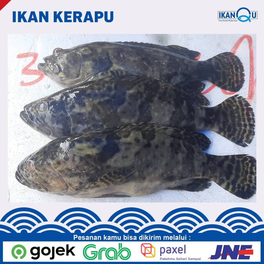 Jual FRESH Ikan Kerapu 1 Kg Isi 3 5 Ekor Segar Ikan Kerapu Fresh