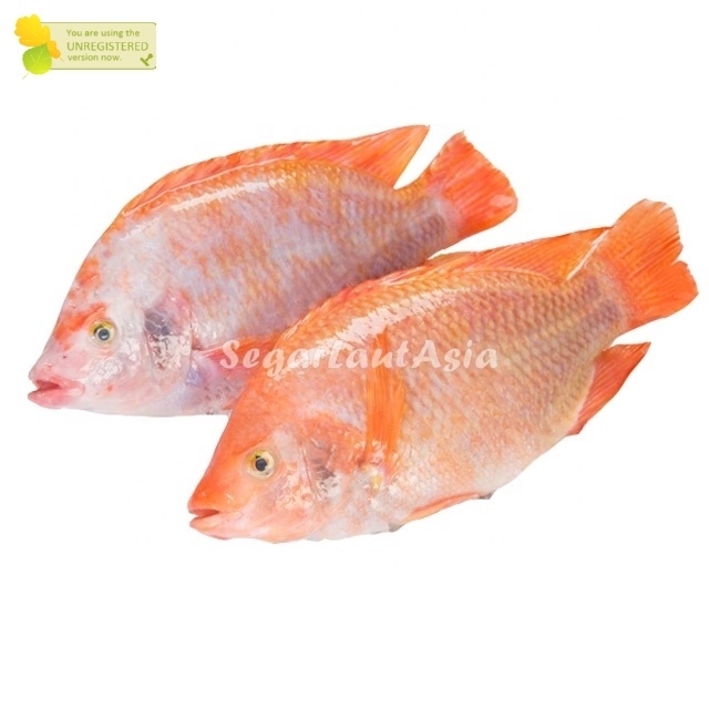 Jual Ikan Nila Merah Segar Fresh Tilapia Kg Shopee Indonesia