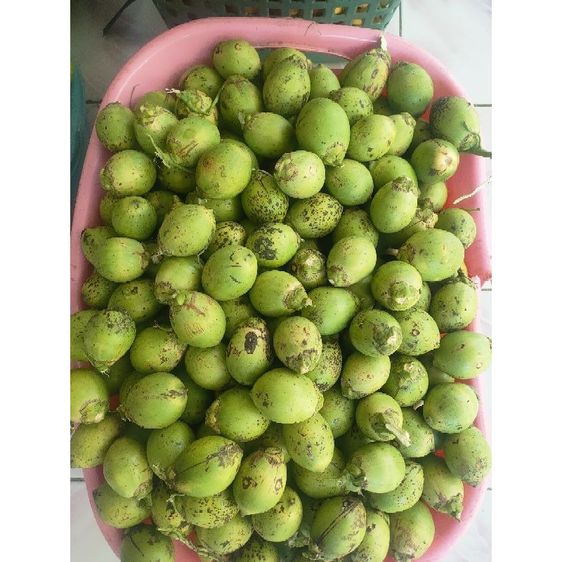 Jual BUAH PINANG MUDA JAMBE WANGI 1KG Shopee Indonesia