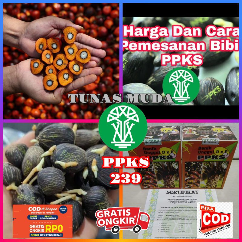 Jual Bibit Sawit Unggul Bersertifikat PPKS 239 Medan Shopee Indonesia