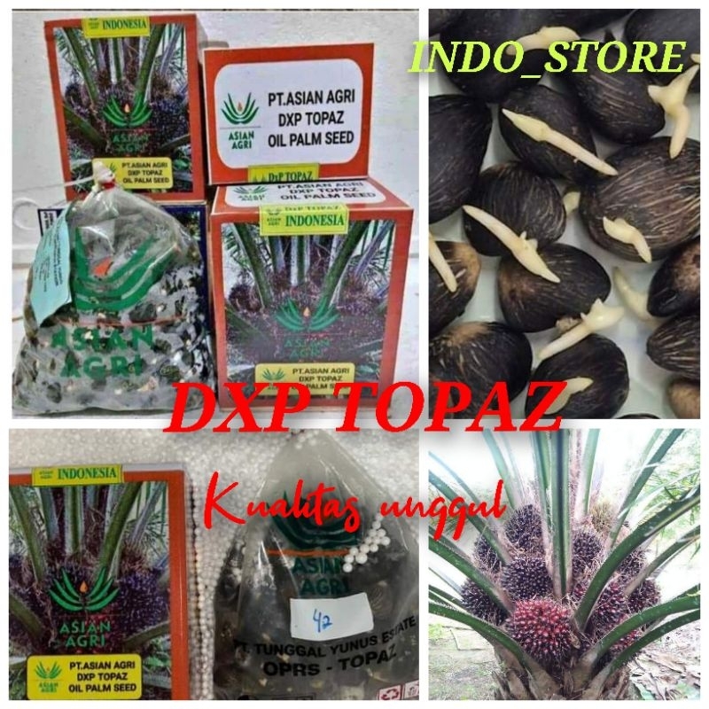 Jual Bibit Benih Kecambah Sawit Dxp Topaz Butir Shopee Indonesia