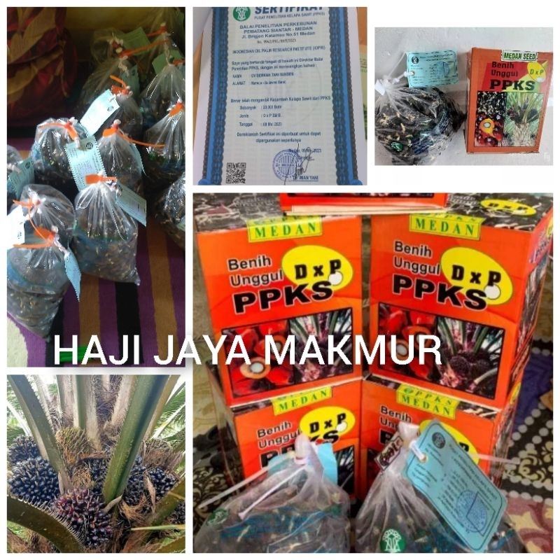 Jual Bibit Benih Kecambah Sawit Dxp Ppks Butir Shopee Indonesia