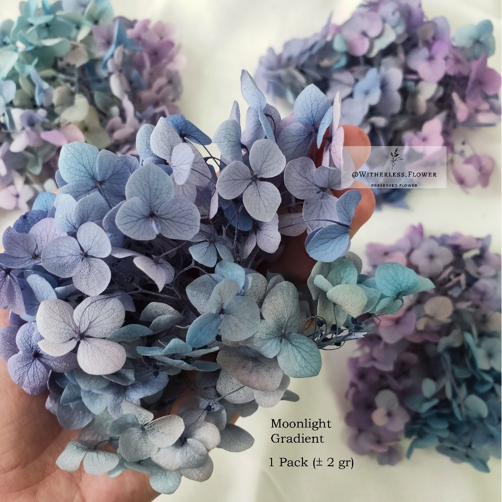 Jual 2 Gr Preserved Hydrangea Grade A Dried Flower Awetan Bunga