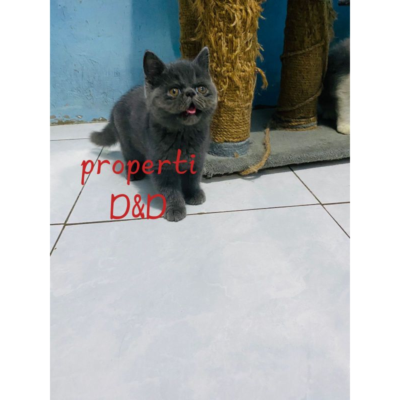 Jual Kucing Persian Exotic Peaknose Longhair Shopee Indonesia