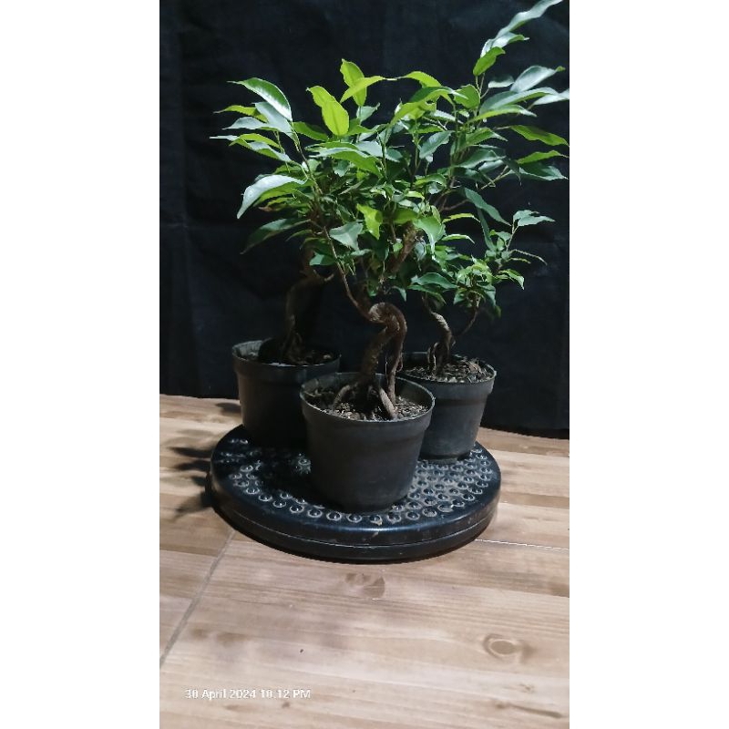 Jual Bahan Bonsai Beringin Ficus Mame Small Gerak Meliuk Shopee Indonesia