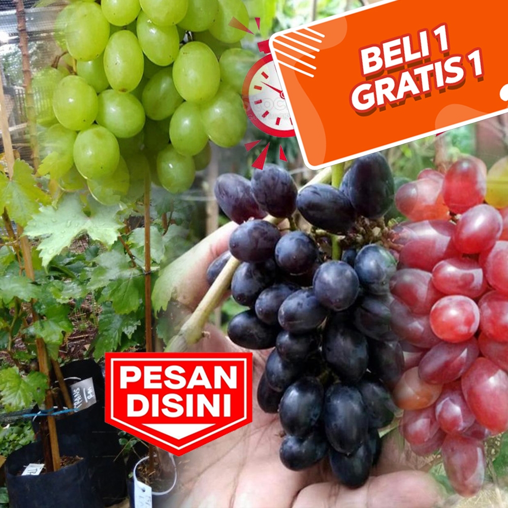 Jual Beli 1 Dapat 2 Bibit Anggur Manis Import Jenis Ninel Gozv Tamaki