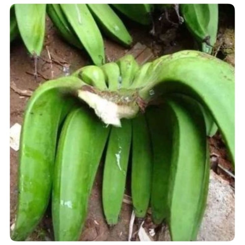 Jual Kg Buah Pisang Pisang Nangka Mentah Buah Pisang Raja Nangka