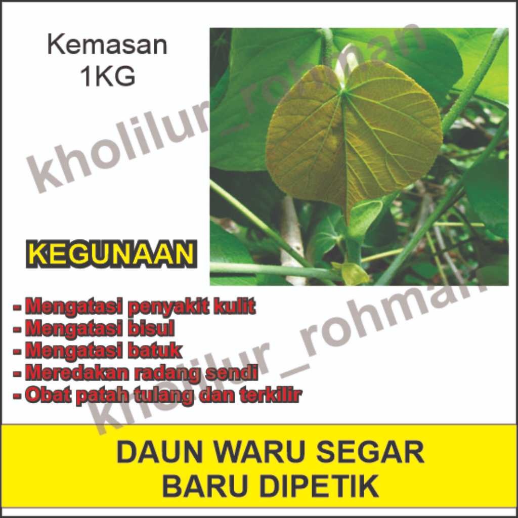 Jual Daun Waru Segar 1kg Herbal Tradisional Shopee Indonesia