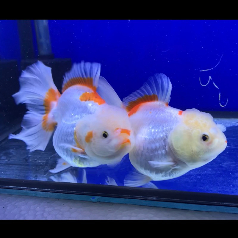 Jual Ikan Koki Oranda Red White RW Rose Tail Bahan Grooming 12cm