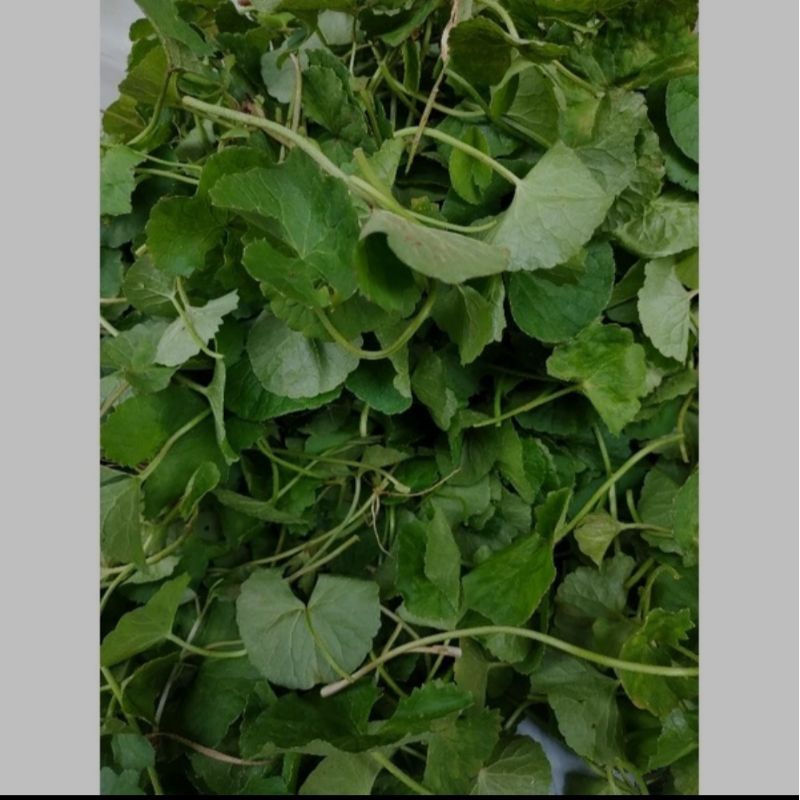 Jual Daun Pegagan Antanan Segar Kg Shopee Indonesia