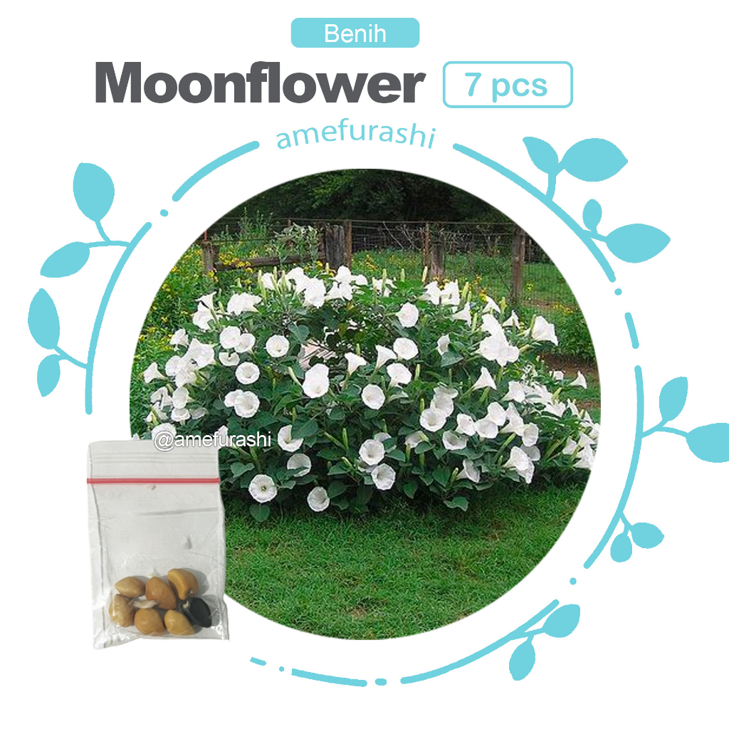 Jual Amefurashi Benih Bibit Biji Bunga Moonflower Morning Glory White