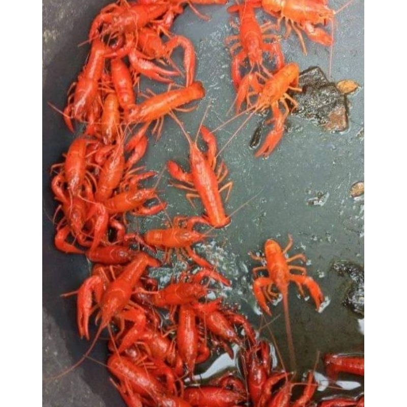 Jual Lobster Hias Warna Merah Putih Cantik Shopee Indonesia