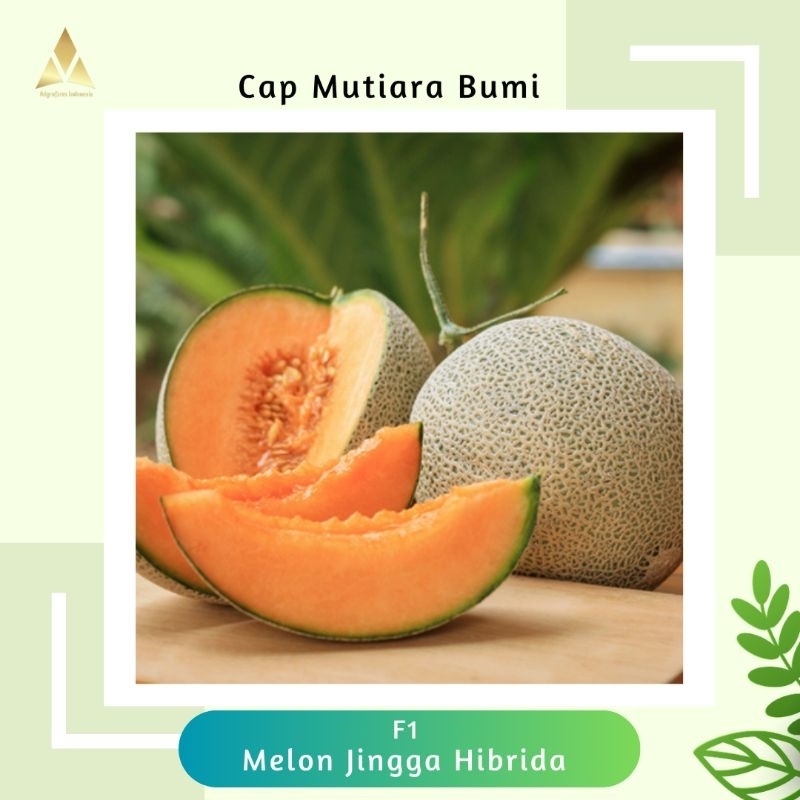 Jual Benih Melon Hibrida Daging Jingga Rio F Isi Butir Benih