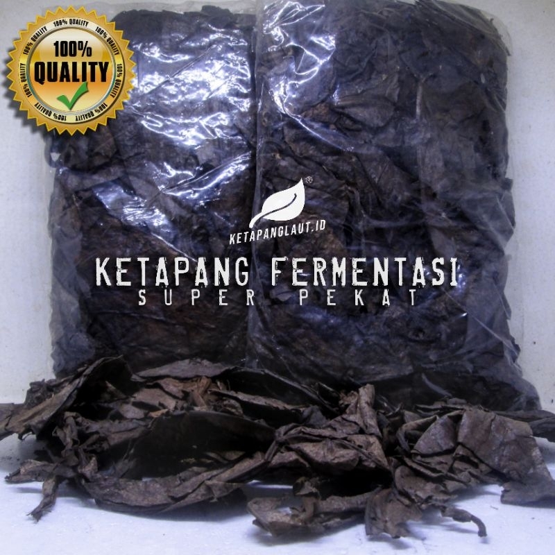 Jual Daun Ketapang Laut Fermentasi Super Pekat Kualitas Premium Gram