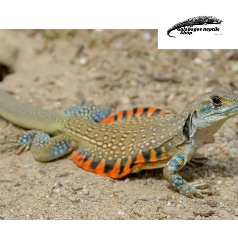 Jual Butterfly Agama Lizard Reptile Kadal Cocok Untuk Pemula Luar