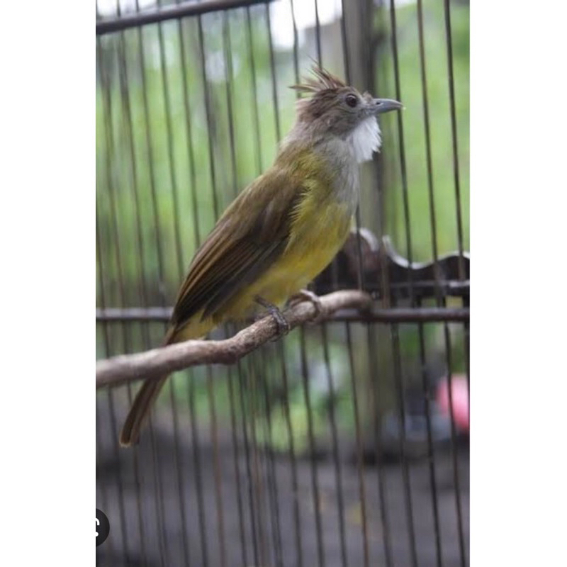 Jual Burung Ck Jenggot Jawa Pilihan Mulus Shopee Indonesia