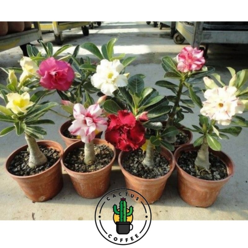 Jual Adenium Kamboja Japang Bunga Tumpuk Tanaman Hias Adenium Bunga