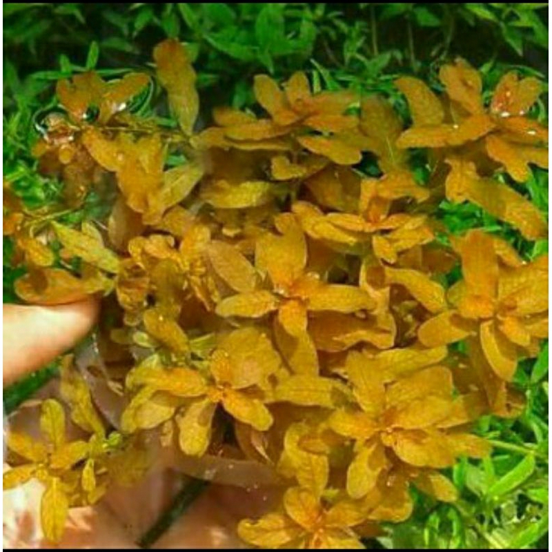 Jual Ludwigia Inclinata Brown Btg Tanaman Aquascape Warna Unik